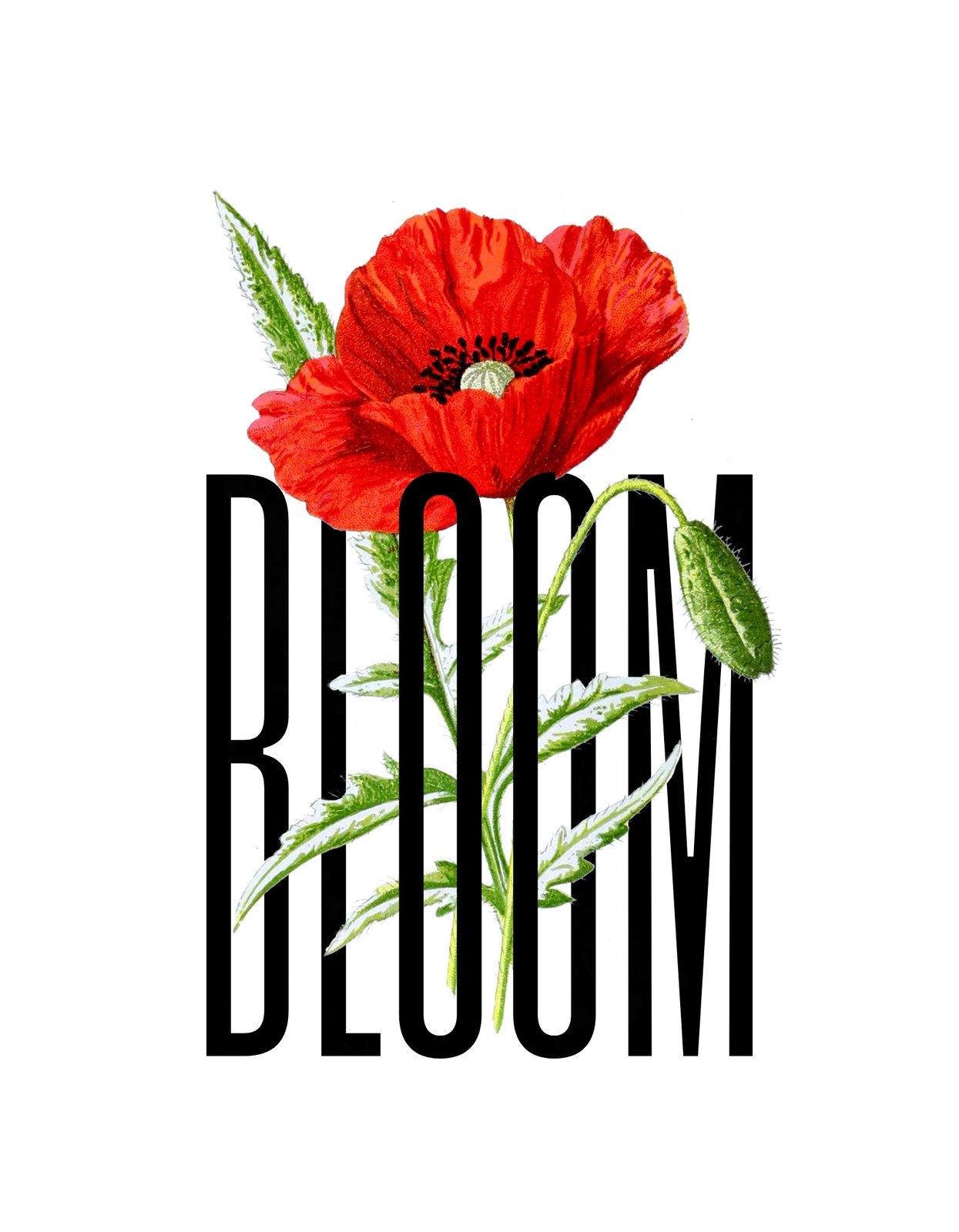 Egy élénkpiros pipacs virág nő keresztül a fekete "BLOOM" felirat vonalain, élettel telin, dinamikus és inspiráló hatást keltve. 